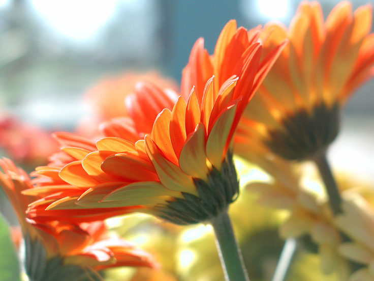 OrangeFlowerP3110753-w.jpg - #0073_Orange Mum