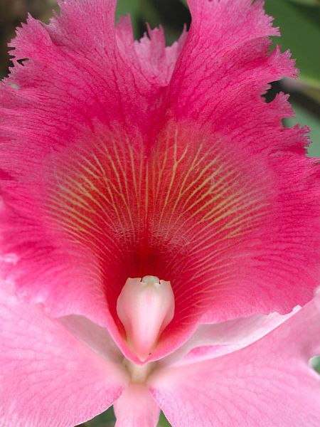 Orchid-P3130912-w.jpg - #0085_Pink Orchid, near Mobile, Alabama