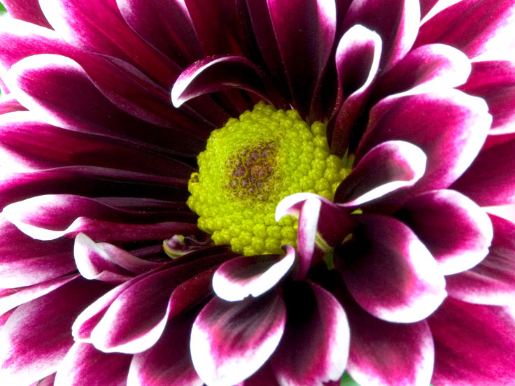 Purple-whitePICT2054-w.jpg - #0075_Purple White Mum