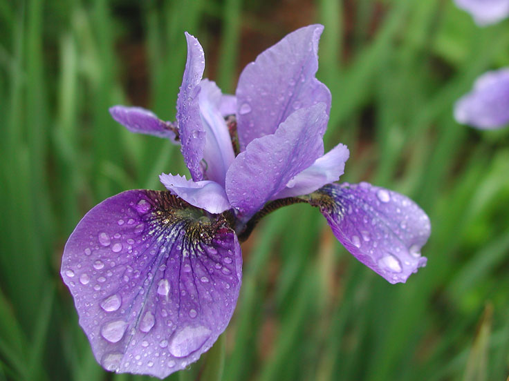 PurpleIrisP6220005-w.jpg - #0066_Iris in the rain:  From Phil Cook's 'Poker Hill Gardens' Iris Garden off Bill Cook Road in Underhill, Vermont.  June 2006.