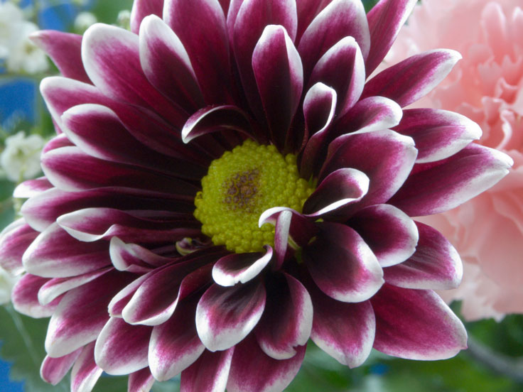 PurpleWhiteFlowerPICT2053-w.jpg - #0072_Purple White Mum