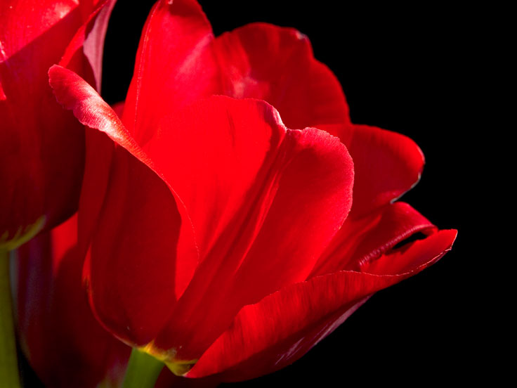 Red-Tulip-PICT2929-w.jpg - #0057_Red Tulip-3:  Our garden Underhill, Vermont.  Spring 2006.