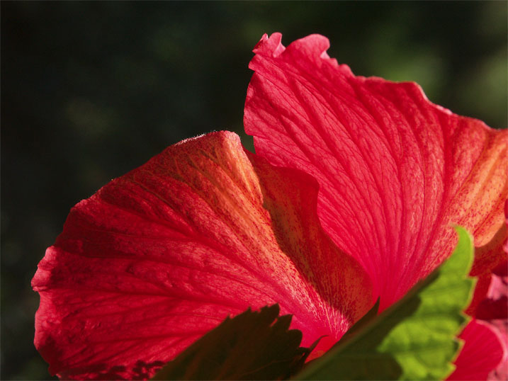 RedFlower-PICT1264-web.jpg - #0054_Red Hibiscus-1:  Ocracoke Island, North Carolina.  November 2005.