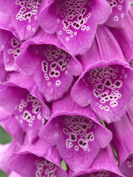 RedFoxglovePICT0793-w.jpg - #0062_Purple Foxglove:  Taken at the Cady Falls Nursery near Morrisville, Vermont.