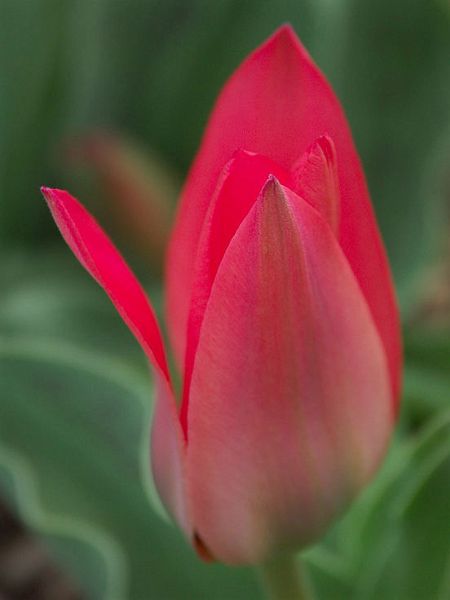 RedTulip_PICT6247-w.jpg - #0089_Red Tulip