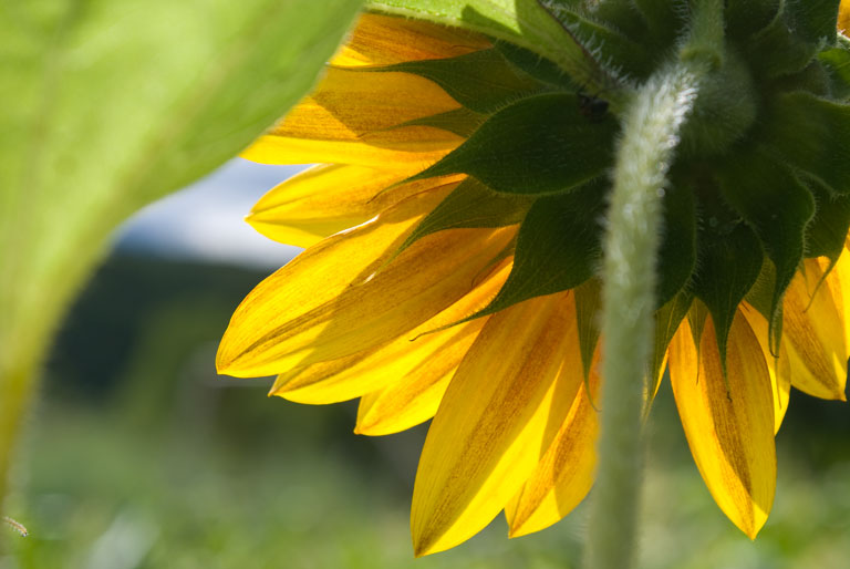 SunFlower_DSC03382_w.jpg - #0090_Sunflower photographed in our garden in Underhill, Vermont.