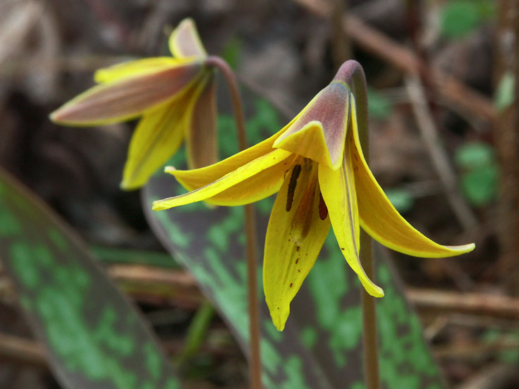 TroutLillyPICT6228-w.jpg - #0060_Trout Lily-1:  Also known as Dog Tooth Lily (Erythronium americanum) grows wild in our back yard, Briar Patch Lane, Underhill, Vermont.  Spring 2005