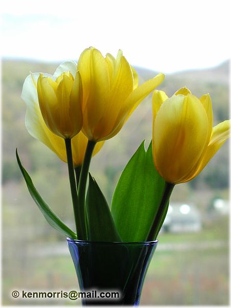 TulipsWindow-2-web.jpg - #0065_Yellow Tulips