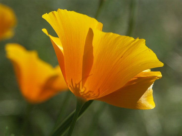 YellowPoppy-PICT5417-w.jpg - #0082_Yellow Poppies-1:  Wild California Poppies in the desert near Kitt Peak National Observatory, Arizona March 2004.