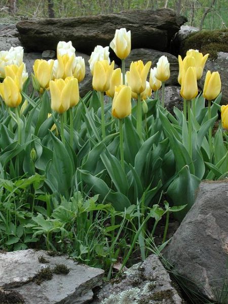 YellowTulips-2w.jpg - #0064_Yellow Tulips on Stone Wall-2:  Our back yard on Briar Patch Lane, Underhill, Vermont