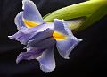 Iris-1_DSC00207-w