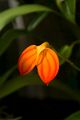 Orange_Flower_DSC01002_w