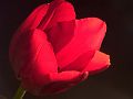 Red-Tulip-PICT2718-w