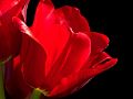 Red-Tulip-PICT2929-w