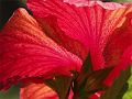 RedFlower-PICT1261-web