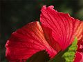 RedFlower-PICT1264-web