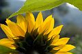 SunFlower_DSC03467_w