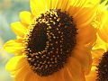 SunflowerPICT0062-w