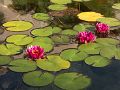 WaterLillies-red-PICT3130-w