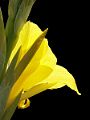 Yellow-Flower-PICT4115-w