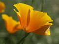 YellowPoppy-PICT5417-w