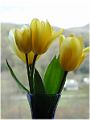 YellowTulipsWindow-w