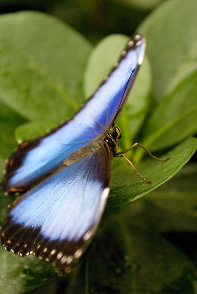 Blue_Morpho_DSC00378.jpg - #0292_Blue Morpho 378: Butterflies Go Free exhibit, Jardin Botanique De Montreal, Quebec, Canada - March 22, 2007