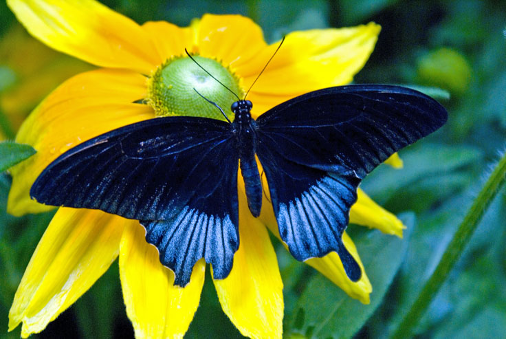 Butterfly-1_DSC00341.jpg - #0294_Butterfly 341:  Butterflies Go Free exhibit, Jardin Botanique De Montreal, Quebec, Canada - March 22, 2007