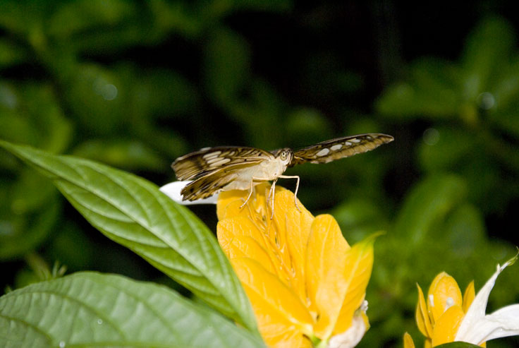 Butterfly-5_DSC00415.jpg - #0303_Butterfly 415:  Butterflies Go Free exhibit, Jardin Botanique De Montreal, Quebec, Canada - March 22, 2007