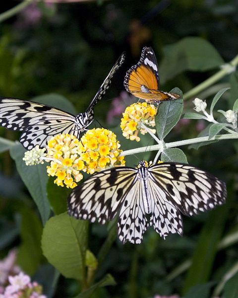 Butterfly-7_DSC00452.jpg - #0307_Butterfly 452:  Butterflies Go Free exhibit, Jardin Botanique De Montreal, Quebec, Canada - March 22, 2007