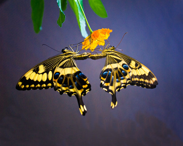 Butterfly_Pair_DSC06680.jpg - #0291_Butterfly Pair - taken at Montreal "Butterflies go free" exhibit of live butterflies.