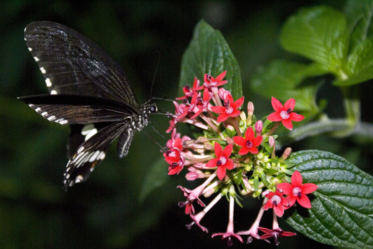 Common_Mormon_DSC00320.jpg - #0293_Common Mormon 320:  Butterflies Go Free exhibit, Jardin Botanique De Montreal, Quebec, Canada - March 22, 2007
