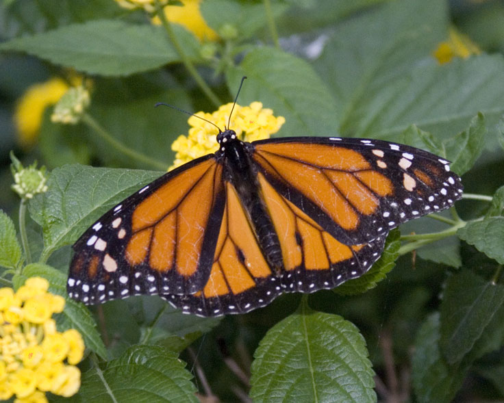Monarch_DSC00439.jpg - #0304_Monarch Butterfly 439: Danaus plexippus erippus - Butterflies Go Free exhibit, Jardin Botanique De Montreal, Quebec, Canada - March 22, 2007