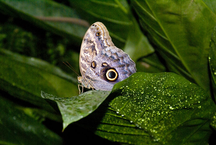 Owl_Butterfly_DSC00362.jpg - #0298_Owl Butterfly 362:  Butterflies Go Free exhibit, Jardin Botanique De Montreal, Quebec, Canada - March 22, 2007