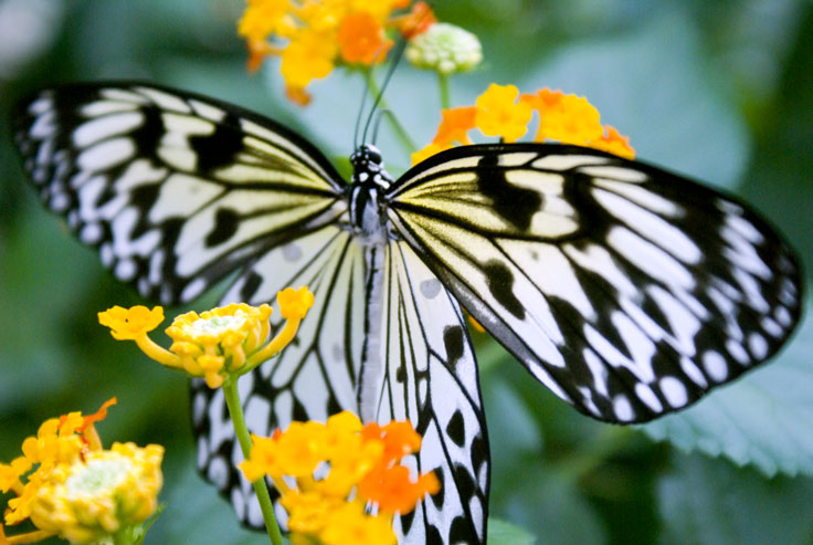 Rice_Paper_DSC00383.jpg - #0296_Rice Paper 383:  Butterflies Go Free exhibit, Jardin Botanique De Montreal, Quebec, Canada - March 22, 2007