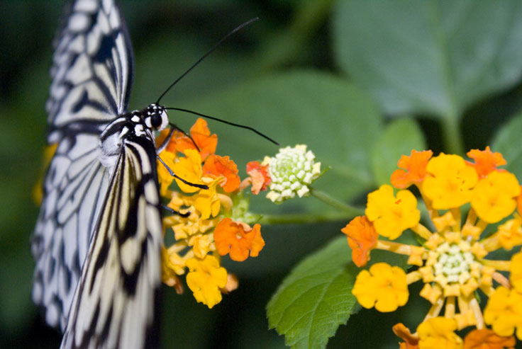 Rice_Paper_DSC00387.jpg - #0297_Rice Paper 387:  Butterflies Go Free exhibit, Jardin Botanique De Montreal, Quebec, Canada - March 22, 2007