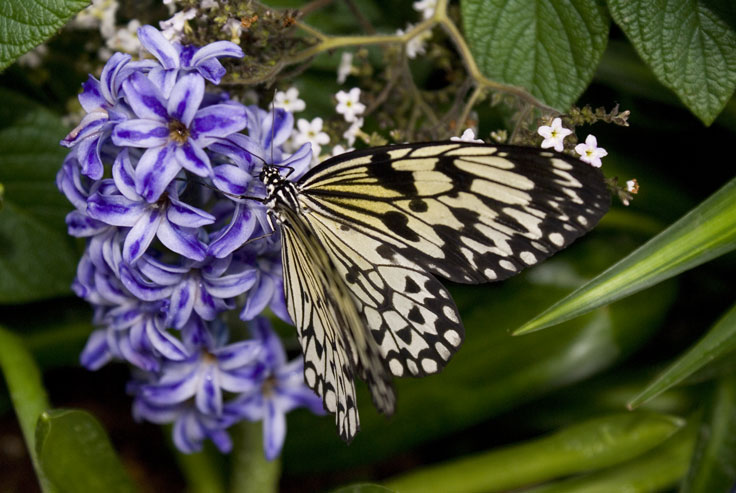 Rice_Paper_DSC00401.jpg - #0301_Rice Paper 401:  Butterflies Go Free exhibit, Jardin Botanique De Montreal, Quebec, Canada - March 22, 2007