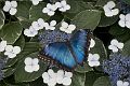 Blue-morpho_DSC00406
