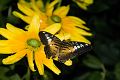 Butterfly-2_DSC00339