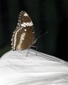 Butterfly-3_DSC00357