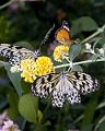 Butterfly-7_DSC00452