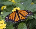 Monarch_DSC00439