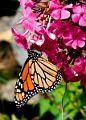 Monarch_DSC03419_w