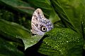 Owl_Butterfly_DSC00362