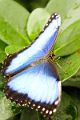 Owl_Butterfly_DSC00377