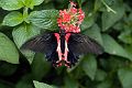 Rumanzovia_Swallowtail_DSC0