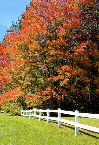 Fall_White_Fence_2847.jpg - Fall Colors, White Fence - Underhill, VT