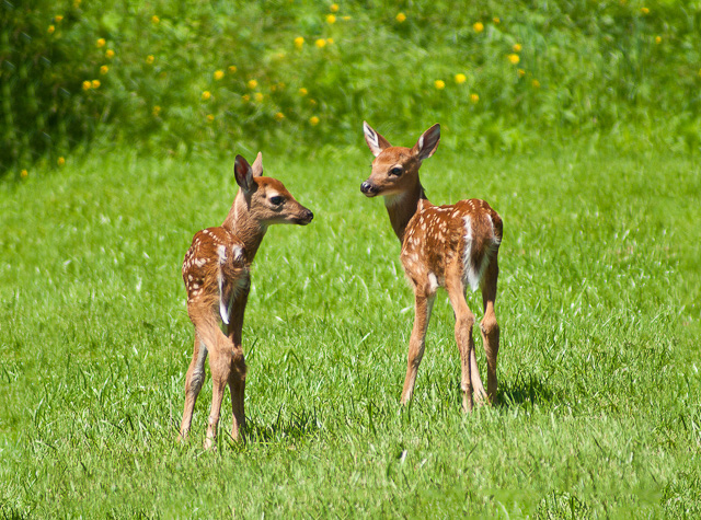 Fawns_08677.jpg - "Twin Fawns #1" - in our yard, Underhill, VT.