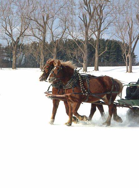 Horses_Shelburne_162_Portrait.jpg - "Brisk Run in Winter" - Draft horses pulling sled, Shelburne Farms, VT