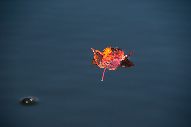 Red_Leaf_Water_01162.jpg - "Red Leaf on Blue Water" -- Belvidere Pond or Long Pond, Belvidere, VT